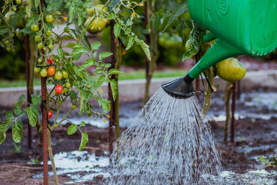 Tomaten Giessen Pflanzung Wasser Giesskanne