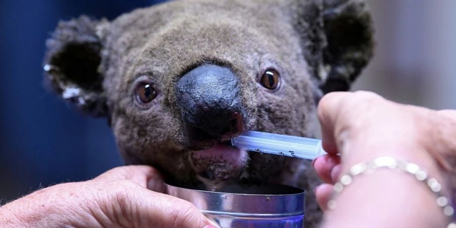 Ein vor einem Buschfeuer geretteter Koala-Bär