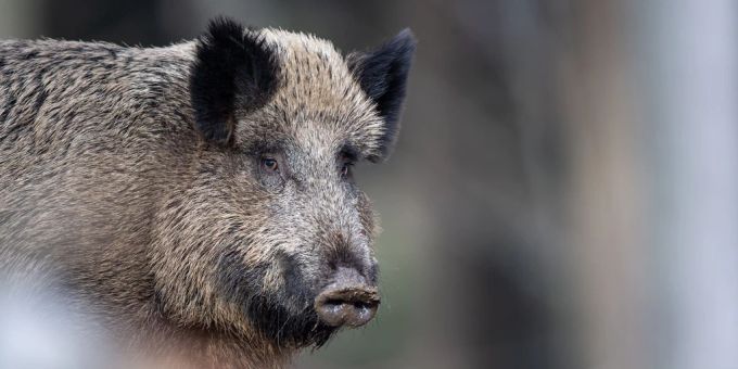 Nach mehreren Fällen unter Wildschweinen in Rom wird mit einer «Roten Zone» gegen die Schweinepest vorgegangen. (Symbolbild) Wildschwein