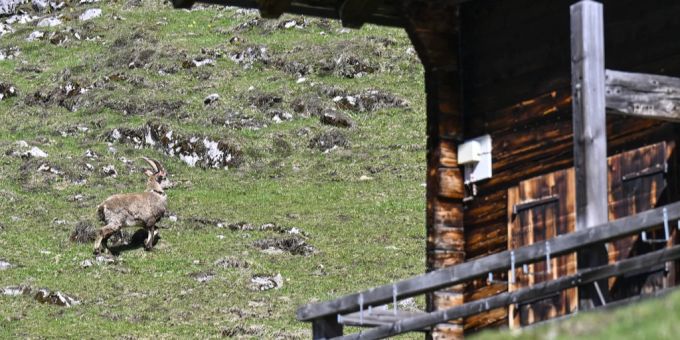 Im Mai 2022 wurden mehrere Steinböcke am Fusse des Stockhorns angesiedelt, um dort für bessere Genetik zu sorgen. steinbock