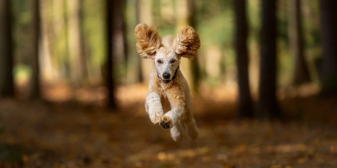 Ihr Hund liebt es, Stöckchen hinterher zu jagen? Das macht zwar Spass, aber birgt auch ein Verletzungsrisiko. Hund im Wald