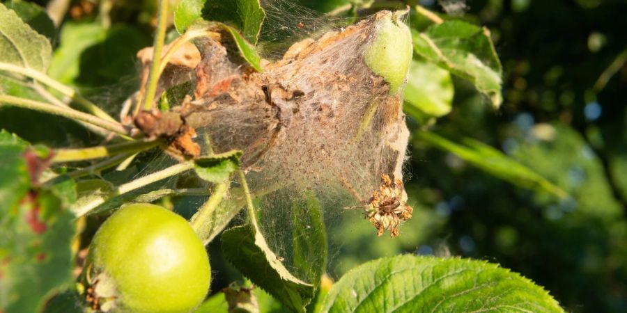 Die Apfelbaumgespinstmotten bilden Gespinste am Apfelbaum. In diesen kann man ihnen nur schwer zu Leibe rücken.