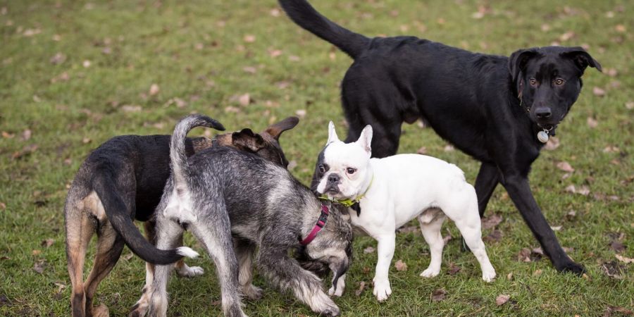 Hunde toben auf einer Hundewiese an der Alster.