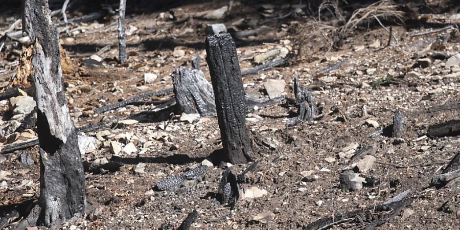 Angesengte Bäume an den Hängen des Monte Gambarogno TI nach einem Waldbrand im Januar 2022. (Archivbild)