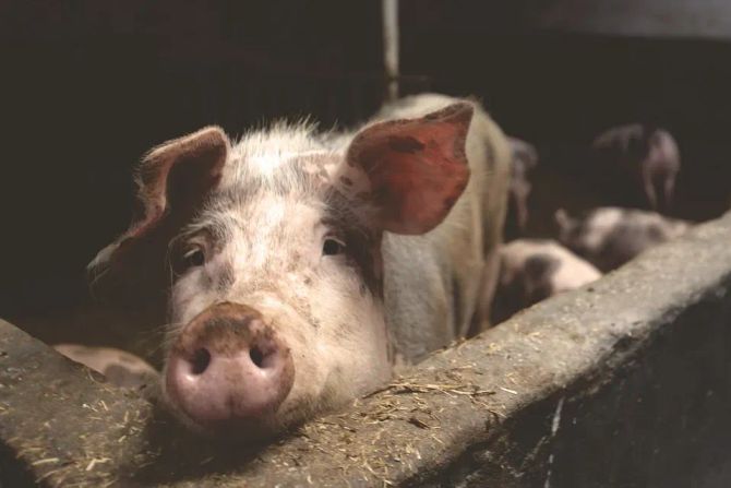 schwein tierquälerei vernachlässigung