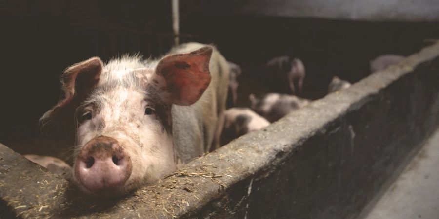 schwein tierquälerei vernachlässigung