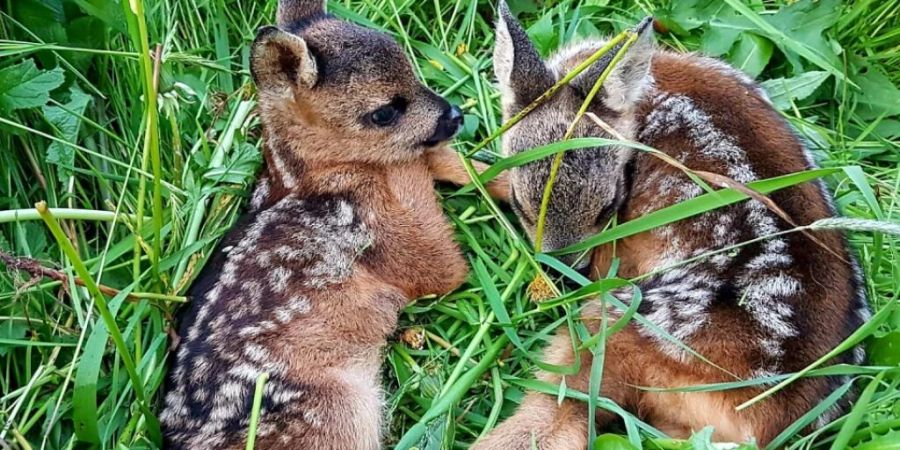 Die gefundenen Rehkitze werden in einem Grasbüschel aus der gefährdeten Wiese getragen. Die Rehgeiss findet sie wieder.
