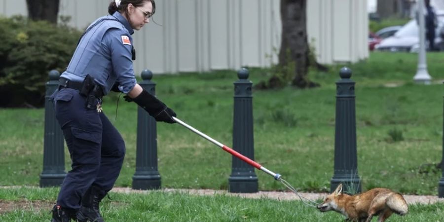 Mitarbeiterin der Tierschutzbehörde fängt Fuchs ein