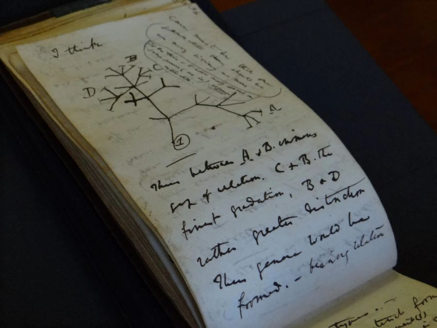 Eine Seite eines Manuskripts von «Tree of Life» von Charles Darwin.