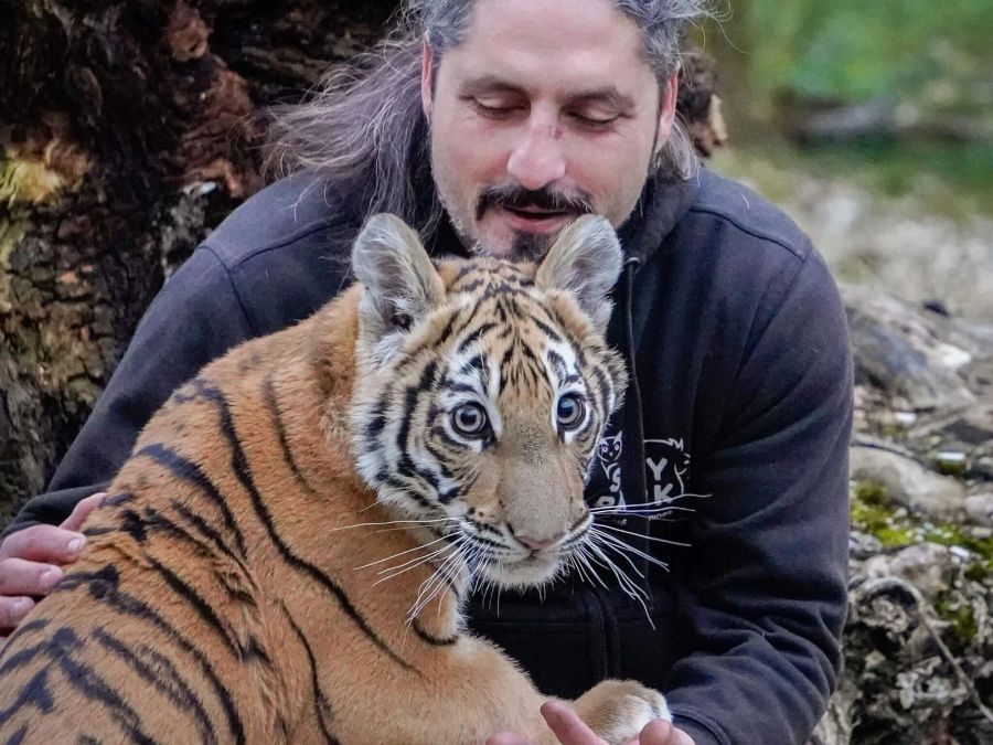 Der Leiter des Sikypark Marc Zihlmann und das Tigerbaby Sangha.