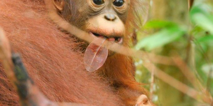 Das Baby von Orang-Utan Ajeng ist nach der Auswilderung in der Wildnis geboren. Das Baby von Orang-Utan Ajeng ist nach der Auswilderung in der Wildnis geboren.