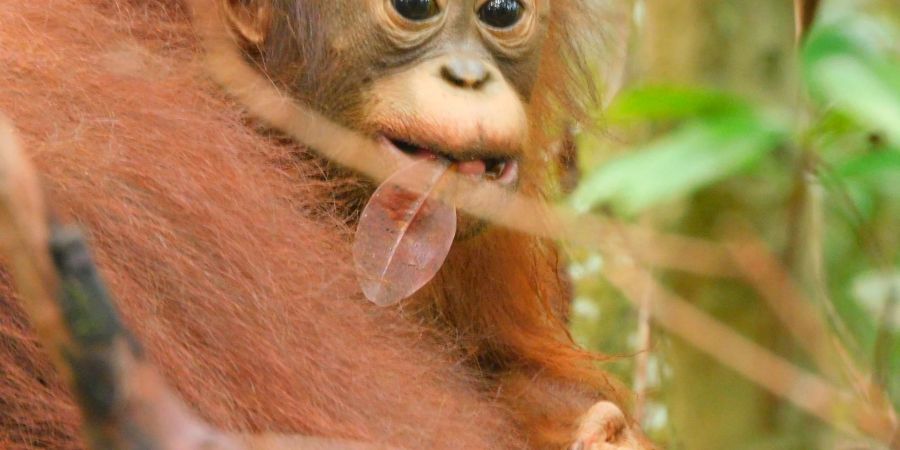 Das Baby von Orang-Utan Ajeng ist nach der Auswilderung in der Wildnis geboren.