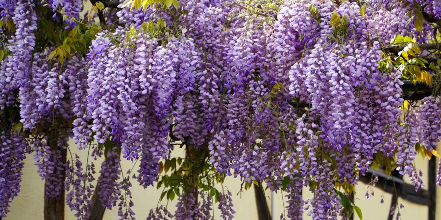 Blauregen Blüten Glyzinie Kletterpflanze