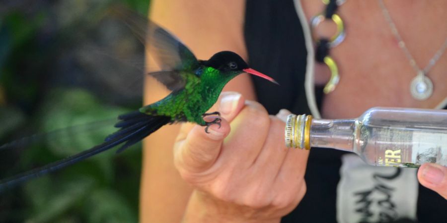 Kolibri Hand Fläschchen grün