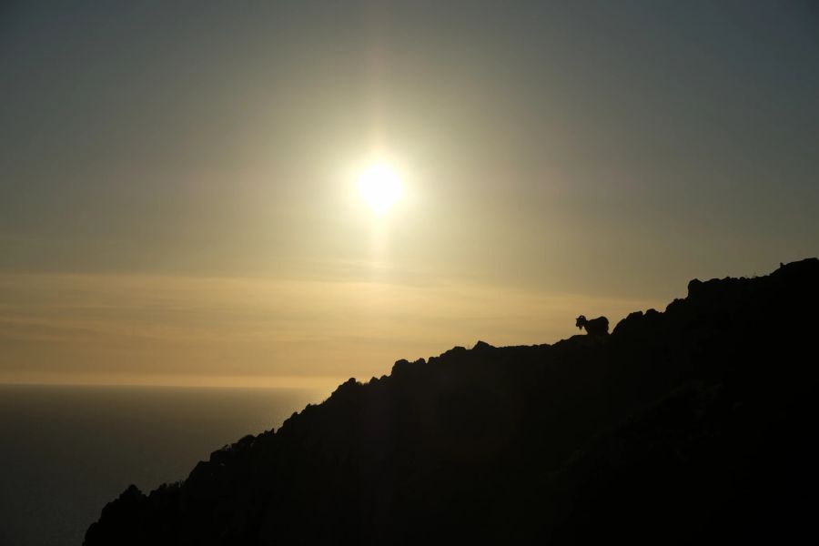 Abendlicht Berghang Ziegen schroff