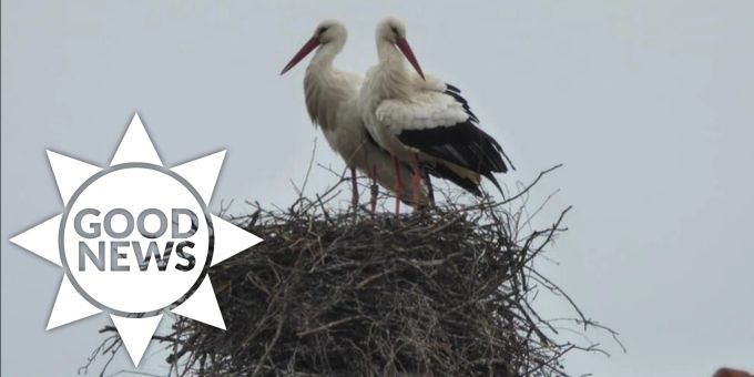 Good News - Storchenpaar in Bubikon ZH hat sein Zuhause wieder
