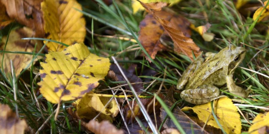 Viele Wälder in der Schweiz verlieren bereits Ende August ihre Blätter. (Symbolbild)