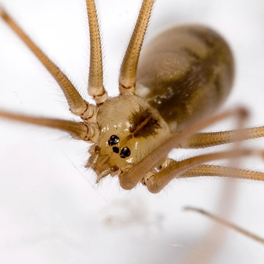 Diese Spinne wird aufgrund ihrer zitterartigen Bewegungen auch Zitterspinne genannt.