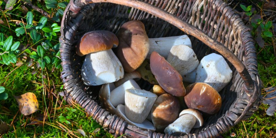 Die Basler Pilzkontrolle hatte dieses Jahr weniger zu tun, als in der vergangenen Saison. Dennoch stellte sie unter den Pilzfunden auch giftige Exemplare fest. (Symbolbild)