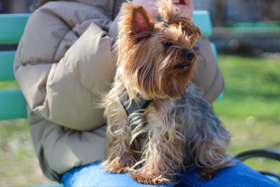 Hund Terrier Verwaltung Nachbar