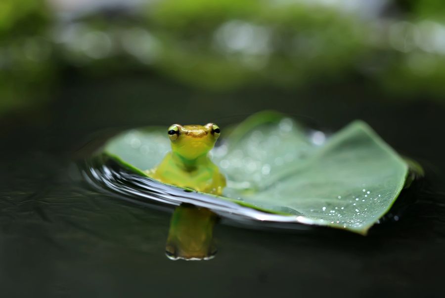 So klein und trotzdem zu laut: Die Tiere haben es sich mit einem Nachbarn verscherzt. (Symbolbild)