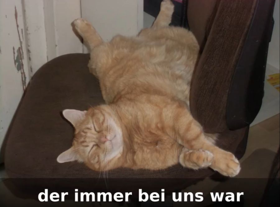Der Kater wurde elf Jahre alt.