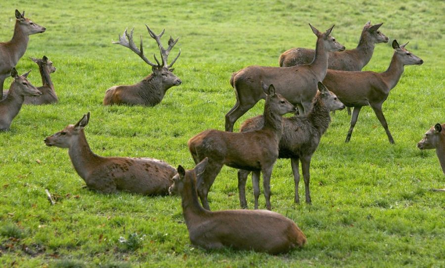 Ein Beispiel, das verdeutlicht, wie gross der Hirschbestand ist: Immer wieder kommt es zu grossen Ansammlungen auf Feldern. (Archivbild aus einem Tierpark)