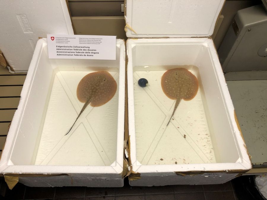 Im selben Jahr versuchten zwei Schweizer, zwei junge Süsswasserstechrochen aus dem Amazonas via Oberriet SG in die Schweiz zu schmuggeln.