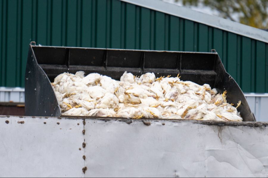 Hühner, Gänse oder Enten mussten in Deutschland vorsorglich gekeult werden.