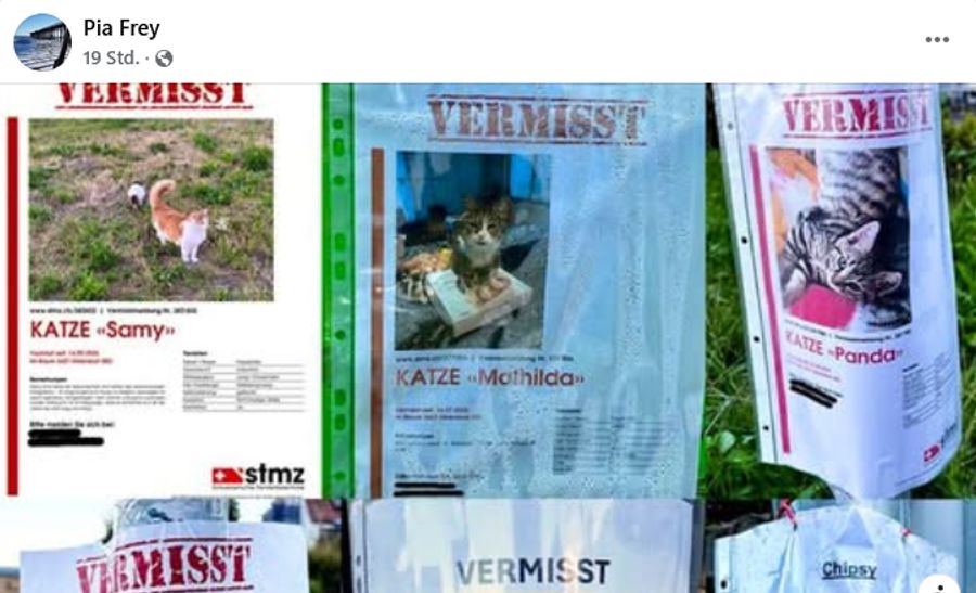 Vermisste Katzen verschwunden Utzenstorf