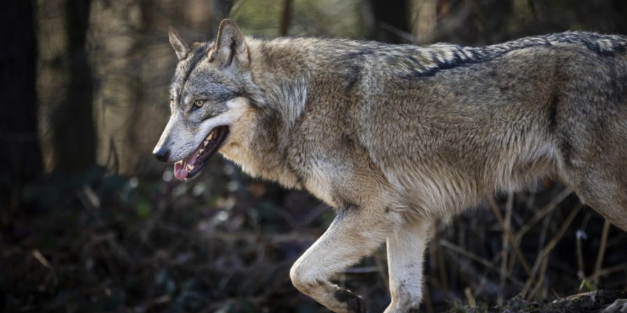 Die Behörden wollen mehr über das Verhalten des Schwyzer Wolfsrudels wissen. (Archivaufnahme eines Wolfs im Wildpark Bruderhaus).