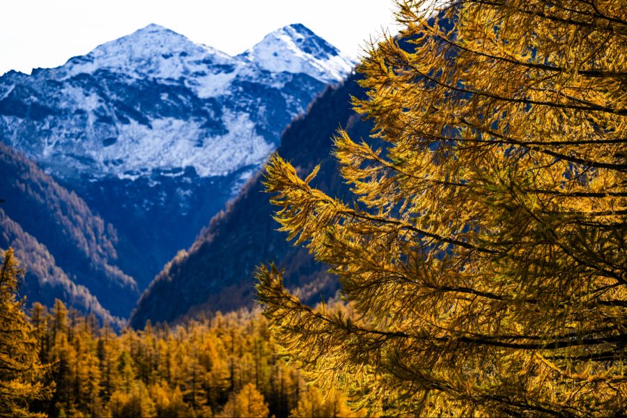 Der Kanton Wallis hatte die Tiere am Simplon bereits im vergangenen Jahr nachgewiesen. (Archivbild)