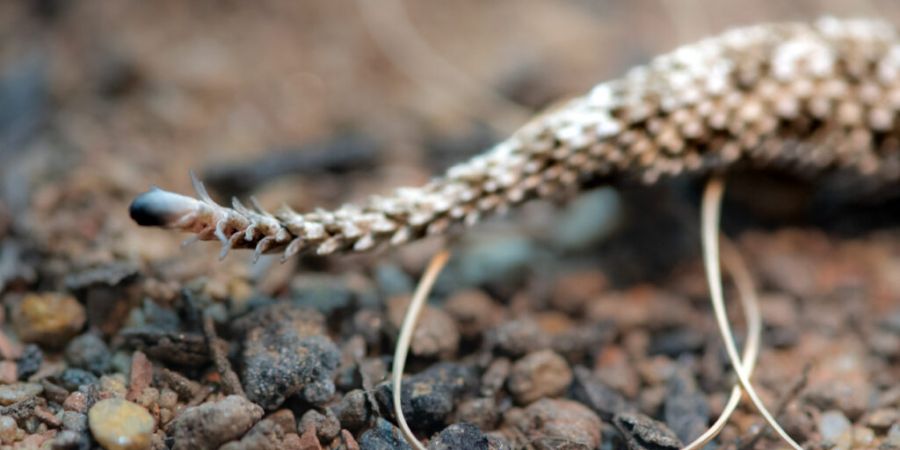 Die Spinnenschwanzviper trägt an ihrem Schwanzende eine spinnenähnliche Struktur aus verzweigten Hautfortsätzen, die als Köder dient.