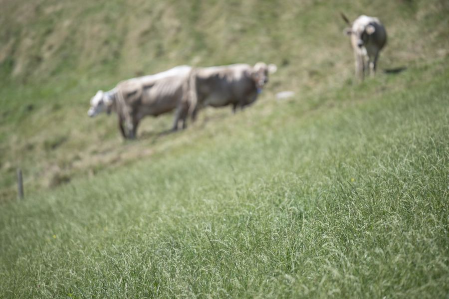 Der Experte fordert zudem strengere Kontrollen: Belastete Lebensmittel müssten getestet und aus dem Verkehr gezogen werden.
