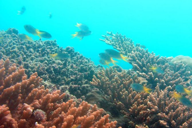 Korallen  ETH Zürich