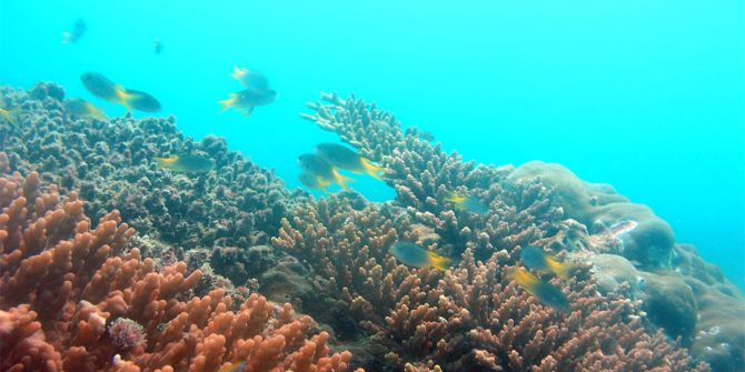 Korallen  ETH Zürich