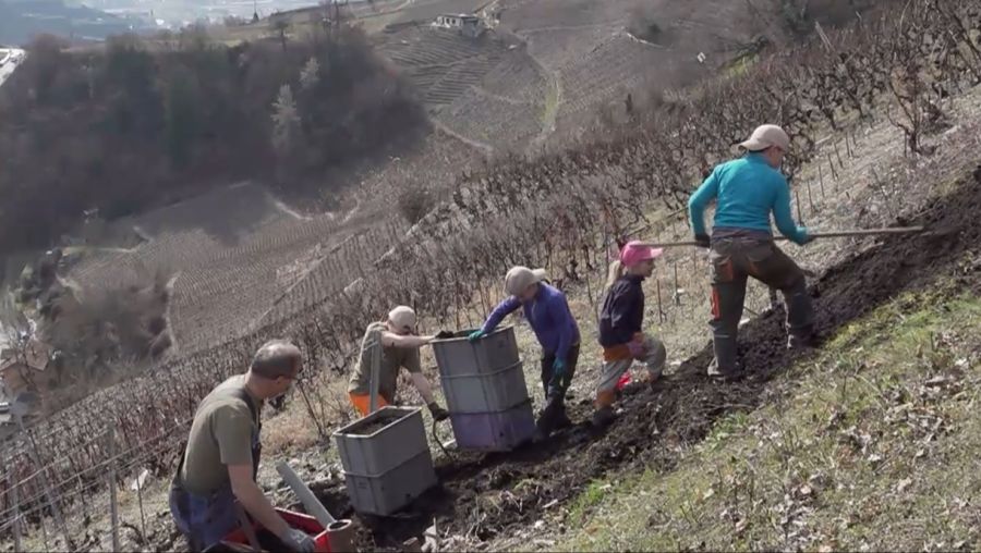 «Die Keller können die Trauben nicht mehr abnehmen. Der Traubenpreis deckt die Arbeitskosten nicht mehr. Also hören die Leute auf.»