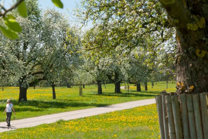 Seerücken Obstblüte Wanderung