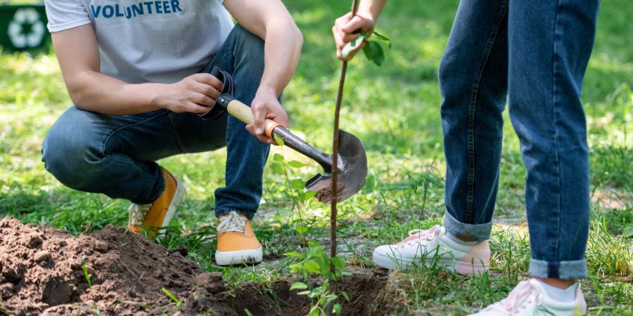 Pflanze Baum Pflanzaktion Biodiversität