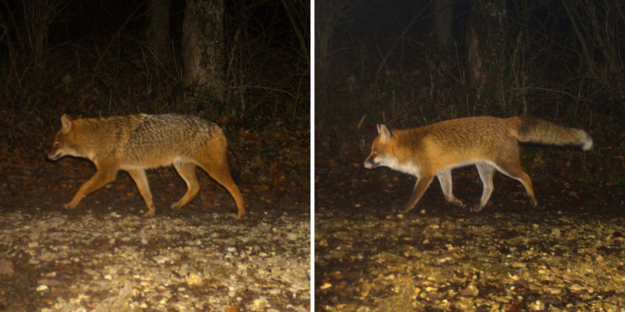 Goldschakal Fuchs Fotofalle