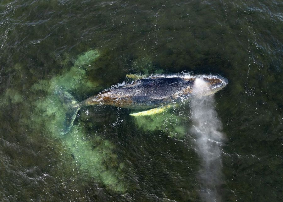 Doch die Freude währte nur kurz: Der Buckelwal liegt erneut in der Wismarbucht und ist stark geschwächt.