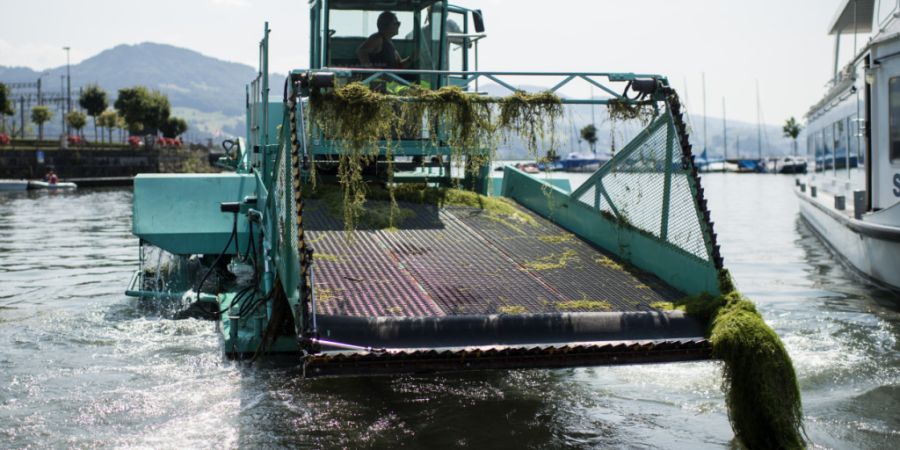 Die «Seekuh» war im Zürichsee nur noch selten in Betrieb. Seit Herbst 2025 ist sie nicht mehr im Einsatz. Jetzt wird das türkisfarbene Mähboot nach Morges VD verschoben. (Archivbild)