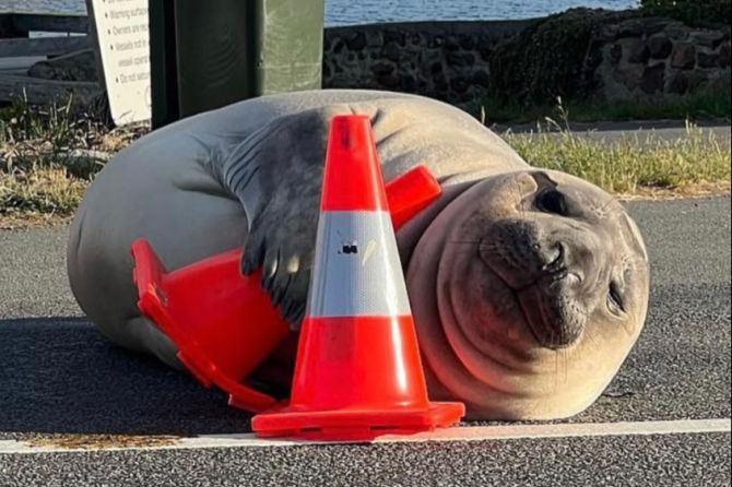 Neil the Seal