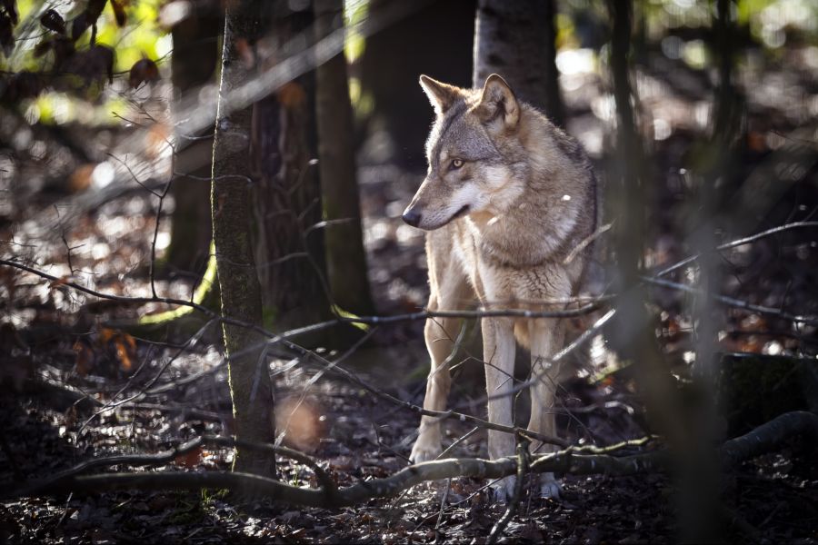 Mehr als vierzig Wolfsrudel gibt es aktuell in der Schweiz.