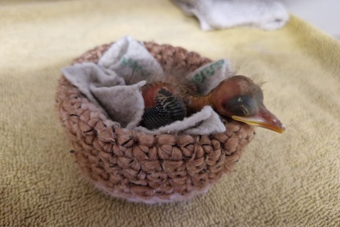 Jungvögel