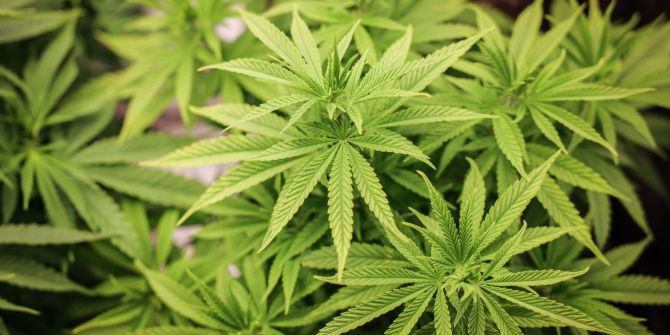 cannabis