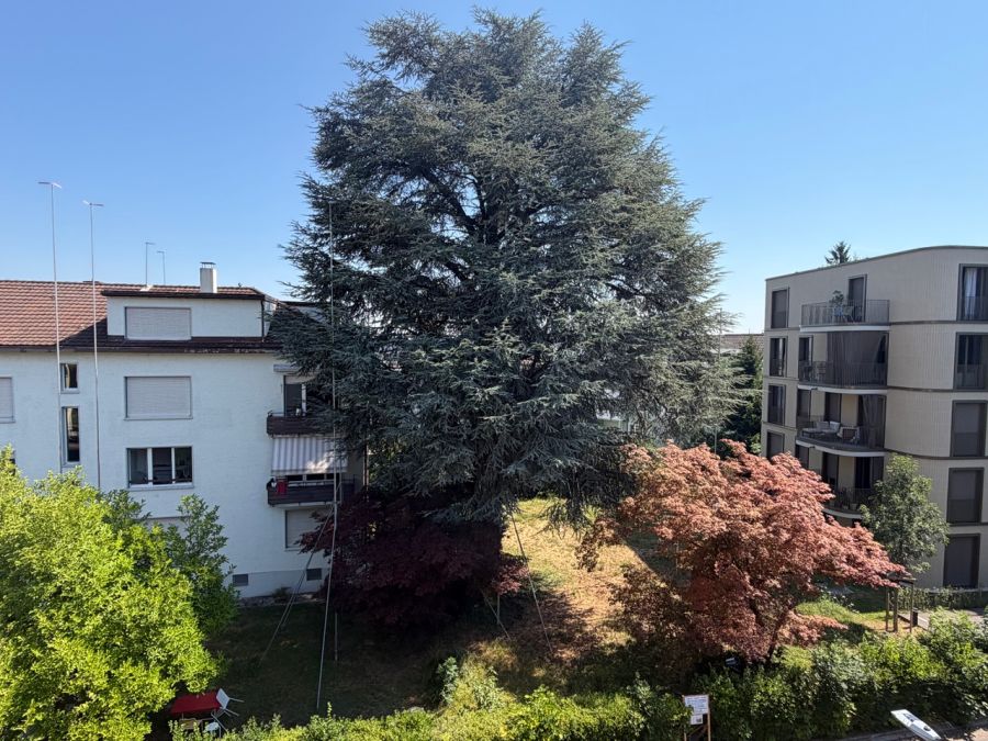 Baum