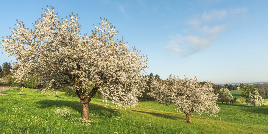 Obstbäume Schweiz Wiese Feld