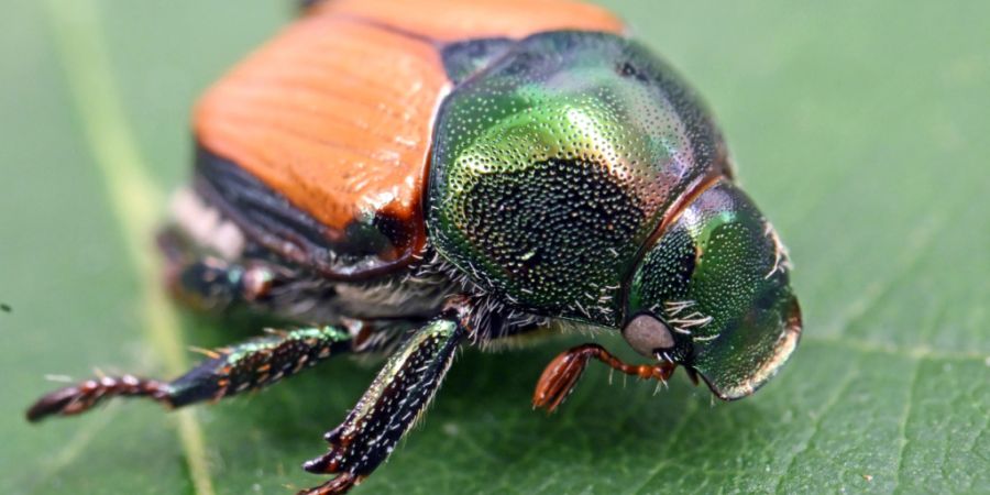 Der Japankäfer breitet sich im Kanton Schwyz weiter aus. (Archivaufnahme)