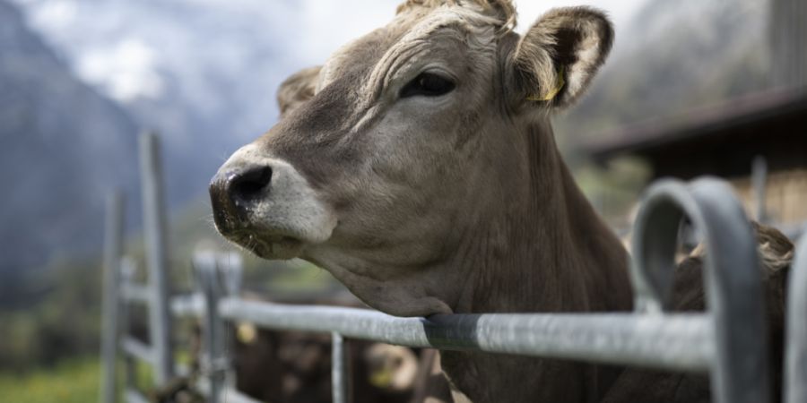 Die meisten dürfen nicht raus: Eine Tierschutzinitiative will das nun ändern und den Auslauf für jährlich mehr als achtzig Millionen Tiere in der Landwirtschaft verbindlich festlege...